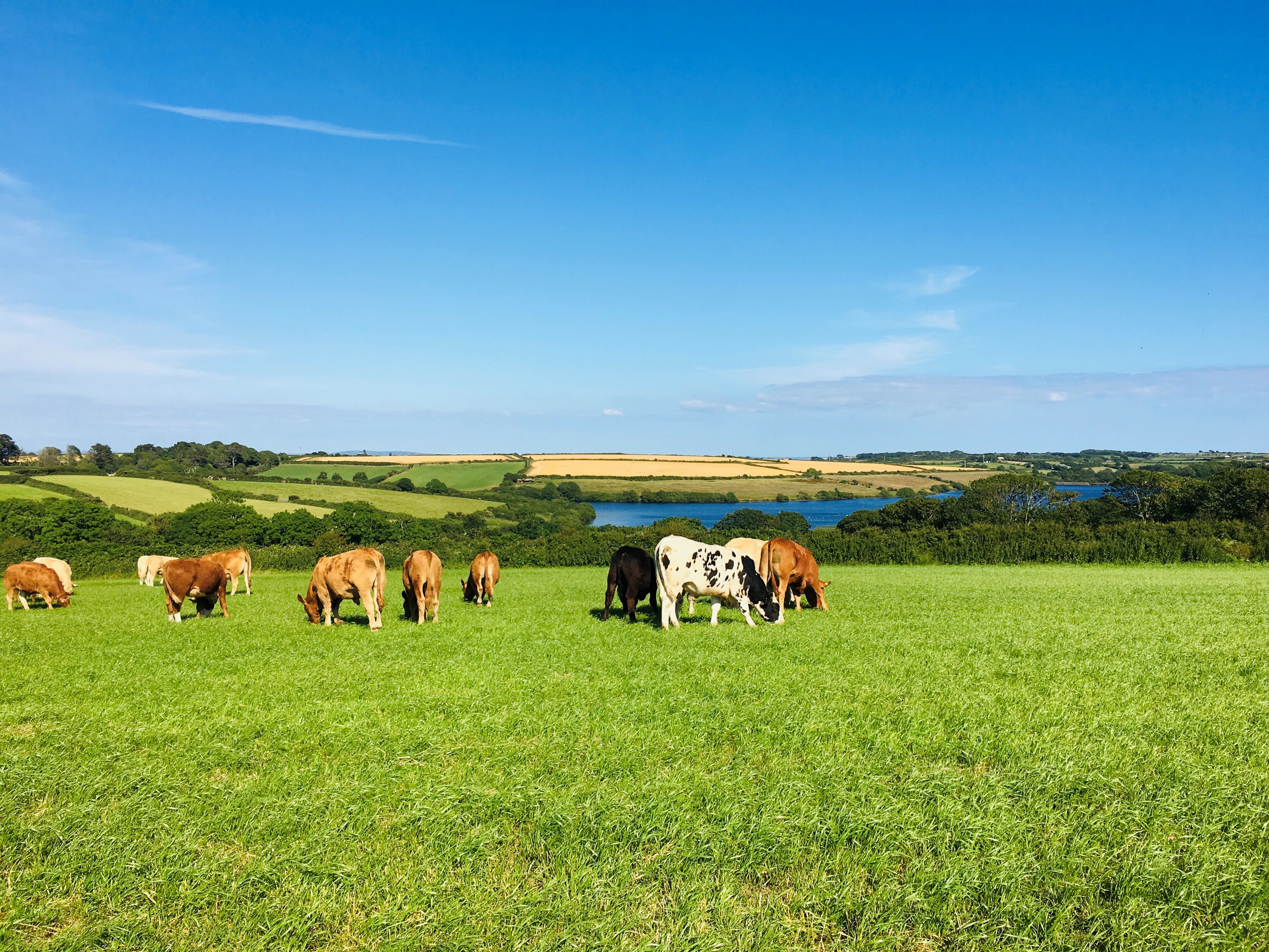 Glamping on a farm in Cornwall at Treganhoe farm, great for kids, children, parents and the whole family