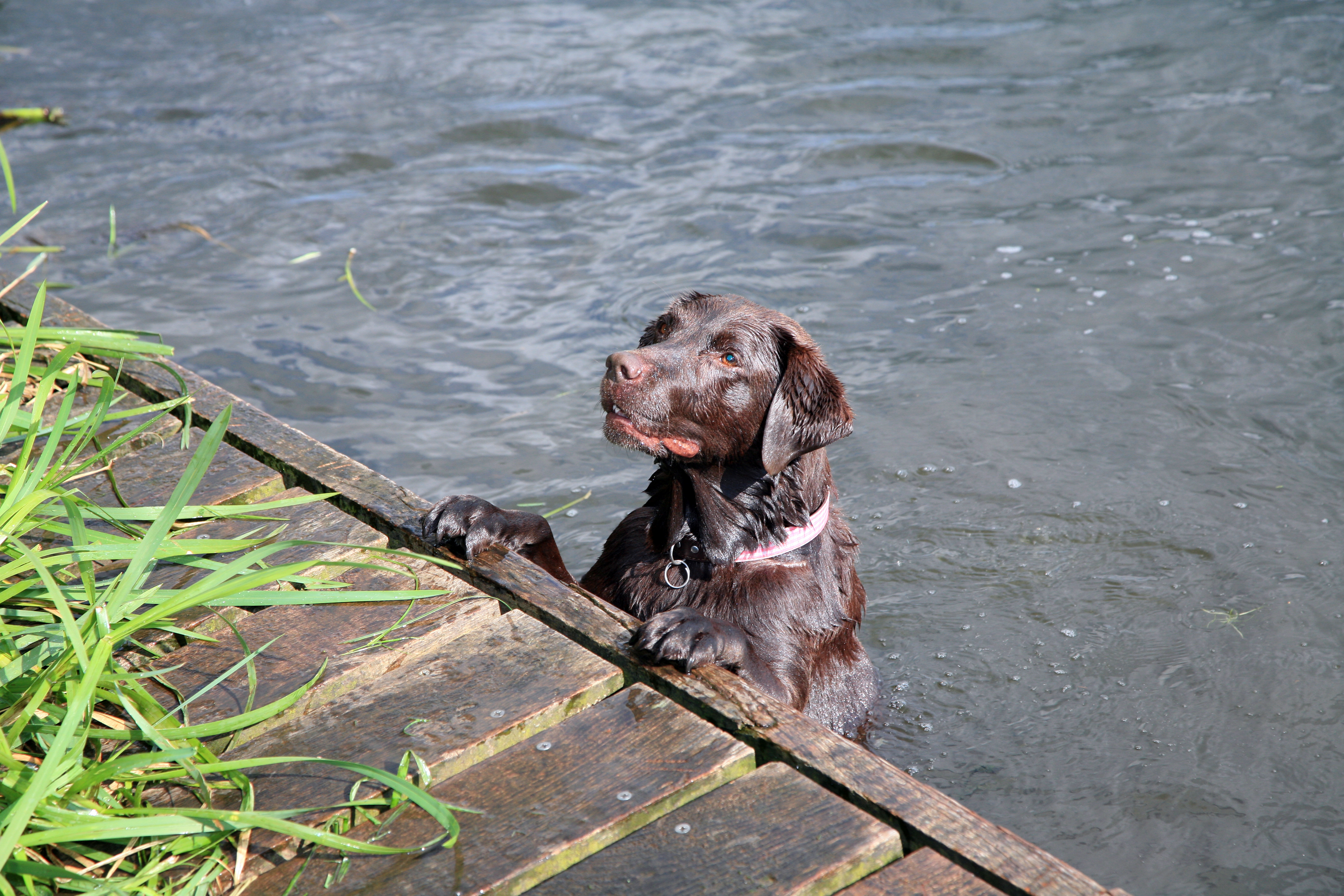 dog friendly glamping water